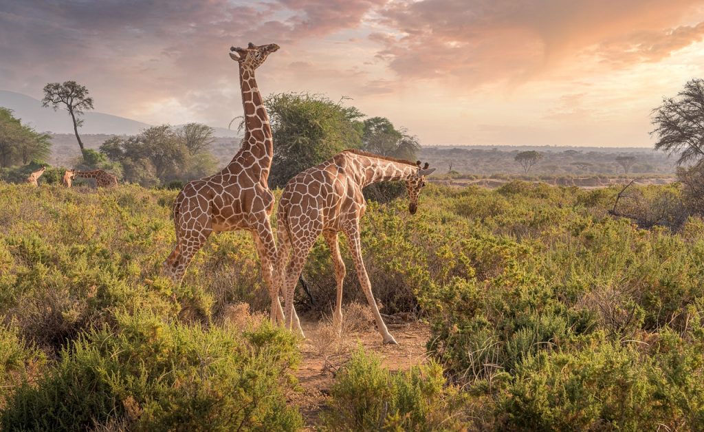 Żyrafy, Zwierząt, Safari, Kenia