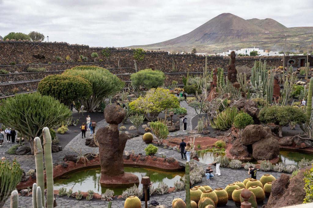 widok na kaktusy w lanzarote