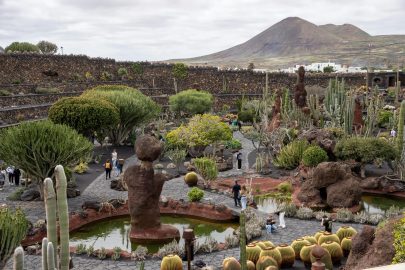widok na kaktusy w lanzarote